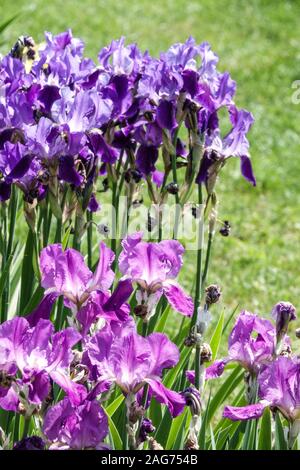 Fleurs colorées jardin été juin iris fleurs lit Banque D'Images