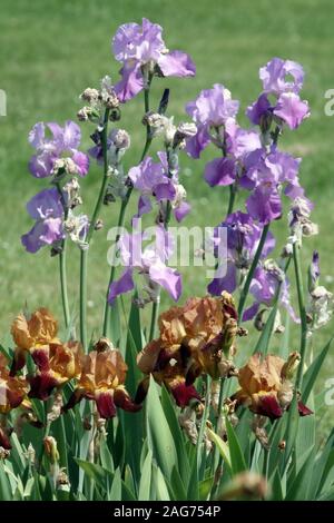 Des fleurs colorées de l'été jardin des iris juin Banque D'Images