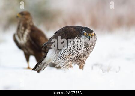 L'Autour des palombes avec buse variable sur la neige en hiver Banque D'Images