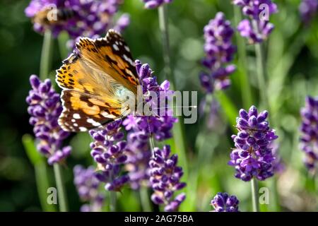 Femme peinte papillon Vanessa cardui sur Lavender papillon sur fleur jardin Banque D'Images