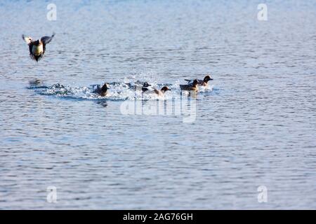 Le canard siffleur Anas penelope landing de lierre Lake, Blashford Lakes Nature Reserve, Hampshire et l'île de Wight Wildlife Trust, près de Ringwood, Banque D'Images