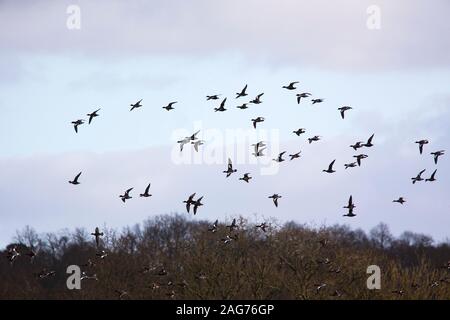 Le canard siffleur Anas penelope et le Canard chipeau Anas strepera troupeau en vol au dessus du lac de lierre, Blashford Lakes Nature Reserve, Hampshire et l'île de Wight Wil Banque D'Images