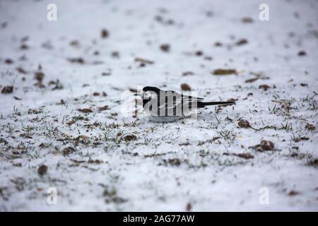 Bergeronnette pie Motacilla alba sur prairies couvertes de neige, près de Cadman, parc national New Forest, Hampshire, Angleterre, Royaume-Uni, mars 2018 Banque D'Images