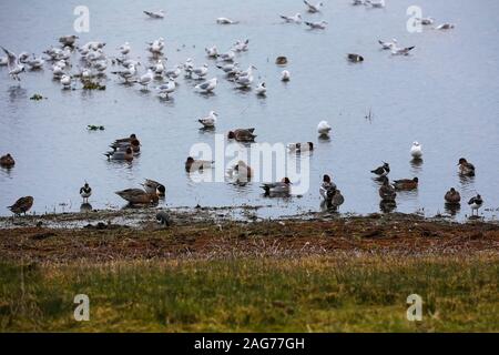 Le canard siffleur Anas penelope se nourrir au bord de l'eau, l'Ibsley Blashford Lakes Nature Reserve, Hampshire et l'île de Wight Wildlife Trust, Banque D'Images