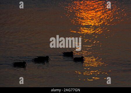 Le canard siffleur Anas penelope la natation en groupe sur Ibsley Mer au coucher du soleil, Blashford Lakes Nature Reserve, Hampshire et l'île de Wight Wildlife Trust Res Banque D'Images