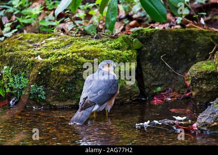 Blanche eurasienne Accipiter nisus cherché un mâle la profondeur de l'eau pour se baigner dans le jardin d'eau, Corfe Mullen, Dorset, England, UK. Avril Banque D'Images