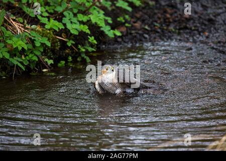 Blanche eurasienne mâle Accipiter nisus baignade en piscine dans jardin d'eau, Corfe Mullen, Dorset, England, UK. Avril 2018 Banque D'Images