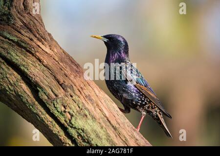 Étourneau sansonnet Sturnus vulgaris homme perché sur un chêne de succursale dans un jardin, Crow, Ringwood, Hampshire, England, UK, Mars 2018 Banque D'Images