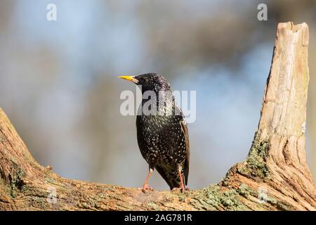 Étourneau sansonnet Sturnus vulgaris femme perché sur un chêne de succursale dans un jardin, Crow, Ringwood, Hampshire, England, UK, Mars 2018 Banque D'Images