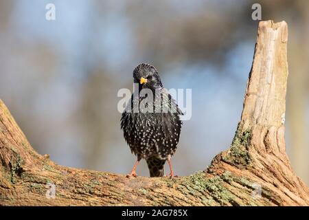 Étourneau sansonnet Sturnus vulgaris femme perché sur un chêne de succursale dans un jardin, Crow, Ringwood, Hampshire, England, UK, Mars 2018 Banque D'Images