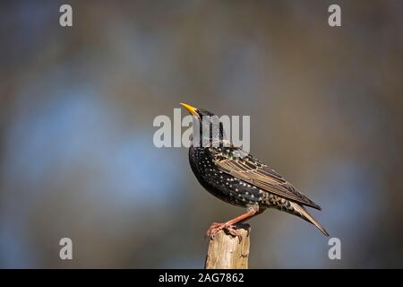 Étourneau sansonnet Sturnus vulgaris femme perché sur le bouleau verruqueux Betula pendula succursale dans un jardin, Crow, Ringwood, Hampshire, England, UK, Mars 2018 Banque D'Images