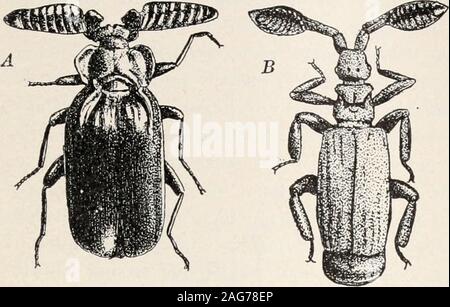 . Les fourmis ; leur structure, le développement et le comportement. Ces coléoptères sont très largement, et bien qu'theybelong à beaucoup de différentes familles, ils montrent une remarquable pour adaptiveconvergence, afin d'obtenir de la nourriture de la fourmis et ingratiatethemselves au moyen d'exsudats particulière, ils ont développé les particularités dans la couleur, dans la structure des glandes, de pièces buccales et antennes : i. Syutpliilic âWasmann.Coloration a appelé l'attention sur thepeculiar la couleur rouge caractéristique surface huileuse et de nombreux invités .true. 398 VRAI RÉDUITE, ecto- et ENTOPARASITES. 399 c'est mieux vu dans la Banque D'Images