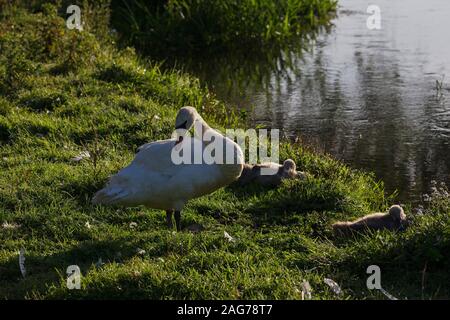 Cygne tuberculé Cygnus olor lissage adultes et 3 cynets, reposant sur une banque d'herbe à côté d'un tributory de la rivière Avon, Ibsley, Ringwood, Hampshire, Angleterre Banque D'Images