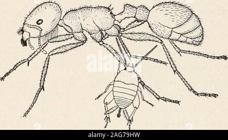 . Les fourmis ; leur structure, le développement et le comportement. placé dans un Pogonomyrmexinolefaciens pas. Toutes les personnes à mobilité réduite ont été saisis à la fois anddispatched dans tant d'une manière vindicative que je n'ai pas de doute que theants ont été irrités par l'odeur âcre ynara-nid s'accrochant encore à thecrickets. En un instant toutes les fourmis dans le compartiment du nid hadgathered par petits groupes, chacun dévorant une Myrmecophila. L'unin-jured grillons fait la moindre tentative pour s'échapper, mais ont estimé eux-mêmes parfaitement à l'aise dès qu'ils posent le pied sur le sol de thenest. Leur adaptation à un nouveau nid Banque D'Images