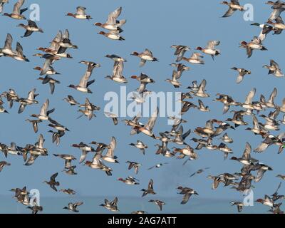 Le canard siffleur Anas penelope, Common teal Anas crecca et le canard souchet Anas clypeata troupeau en vol au-dessus d'Graylake Othery, près de la réserve RSPB, donc Banque D'Images