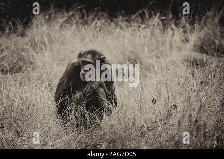 Mise au point sélective en niveaux de gris d'un chimpanzé noir triste assis penser à la vie Banque D'Images