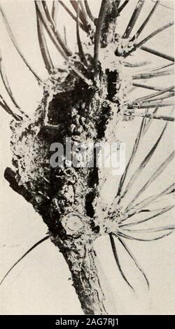 . Les fourmis ; leur structure, le développement et le comportement. le coléoptère avec theirsecretion. Habituellement le volleydoes pas tellement sur thebeetles prothoraxunder sur son visage comme la tête qui peut être jusqu'à dire retirée peut être merelya retractility thatthis moyens de protection en justsuch d'urgence. Mordwilko a montré que les siphons sont mis au point incertain espèce d'Aphididae thatlive par unités et non en masse et ne sont pas orcolonies byants ont assisté, alors que ces glandes peuvent être repugnatorial ou vestigiaux complètement défaut dans l'espèce habituallythus ont participé. C'est certainement à penser Banque D'Images