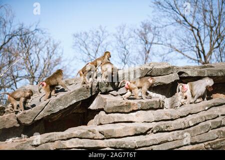 Hamadryads les babouins s'asseoir dans les montagnes. Banque D'Images