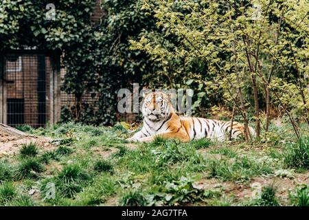 Grand tiger sur la pelouse. Tiger baigne dans le soleil Banque D'Images