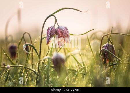 Belle photo d'un champ de fleurs fritillaires à la tête d'un serpent - idéal pour un arrière-plan naturel et frais Banque D'Images