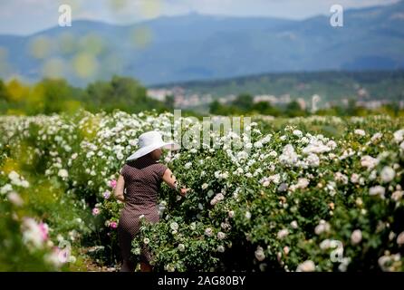 Belle femme en robe à pois roses et hat marche à travers champ. La cueillette des roses fraîches pétales dans jardin en journée ensoleillée avec bleu ciel nuageux. E Banque D'Images