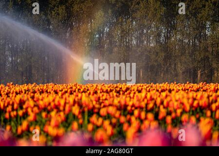 Magnifique paysage d'un arc-en-ciel sur un champ de tulipes orange près d'une forêt d'arbres Banque D'Images