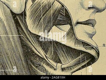 . Traité d'anatomie humaine : Anatomie, histologie, développement descriptif. m. Banque D'Images