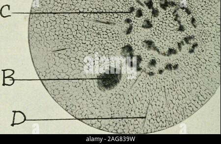 . American Journal de Pharmacie. Ti. Fig. 2. Section transversale de la partie centrale d'un ofHelonias rhizome des semis. Il convient de noter que la couche de l'endoderme est indistincte. Un aforamen B, ;, un foramen avec de racine en place ; C, mestomestrand collatéraux ; D, des bandes étroites de la trachée qui s'étendent de l'épiderme pour thepericycle. spécimens pour utilisation dans ce travail ont été recueillies par l'écrivain dans thevicinity de Baltimore. Antécédents médicaux de helonias remonte à son utilisation par l'Amer ican-Indien. Il a longtemps été reconnue par l'American homéo-Pharmacopceia pathic, et est maintenant inclus dans la N Banque D'Images