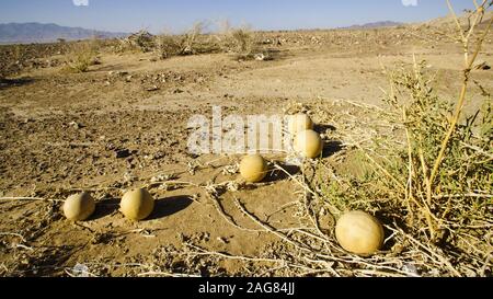 Citrullus colocynthis, avec de nombreux noms communs y compris, colocynthis, concombre amer bitter apple, desert gourd, egusi, plant de Sodome, desert watermelo Banque D'Images