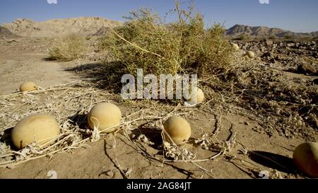 Citrullus colocynthis, avec de nombreux noms communs y compris, colocynthis, concombre amer bitter apple, desert gourd, egusi, plant de Sodome, desert watermelo Banque D'Images