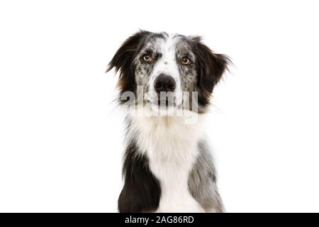 Portrait de border collie bleu merle attentif looking at camera, isolé sur fond blanc. Banque D'Images