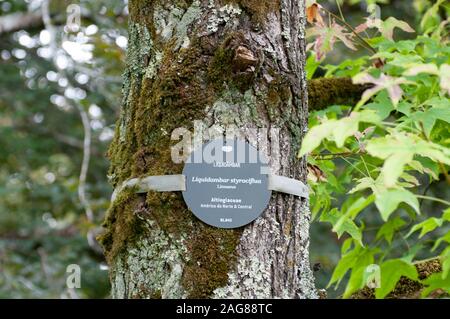 Le liquidambar d'Amérique (Liquidambar styraciflua), également connu sous le nom de American storax aux jardins botaniques, Coimbra, Portugal Banque D'Images