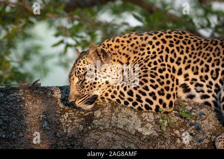 Leopard africaine couchée dans un arbre reposant, Kruger National Park, Afrique du Sud Banque D'Images