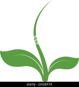 Symbole de la vie. Origine logo seedling. Plante verte signe. Vector illustration de germes inhabituels isolés. Illustration de Vecteur