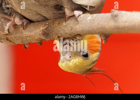 Gros plan d'un cocatier drôle qui perce sur un arbre branche avec un arrière-plan rouge Banque D'Images