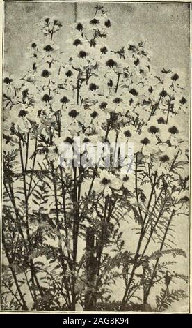 . Dreer 1913 livre du jardin. Les frontières si nécessaire. Faire TheSchizanthus admirable des plantes en pot pour la maison à la fin de l'hiver et earlyspring. À cet effet semer à l'automne. FlowerShow International tenu à Londres en mai de l'année dernière ils ont été facilement un des plus effi-tive des plantes à fleurs à l'exposition. Par PKT. Une nouvelle variété, formant des compactiterally couvert de grandes, belles,orchid-comme des fleurs dans une gamme ahurissante de couleur. J'oz., 50 cts. 15Wisetonensis. Une variété largement utilisé à titre de plantes en pot pour thehouse ou véranda. C'est remarquablement libre-floraison, et pré-sents a b Banque D'Images