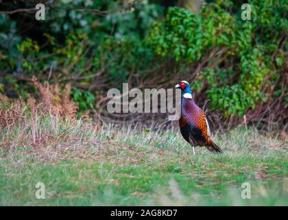 Beau plumage magnifique faisan avec la marche sur l'herbe avec un fond boisé shot close up pour copy space Banque D'Images