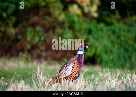 Beau plumage magnifique faisan avec close up shot niveau du sol avec place pour le texte de fond des bois Banque D'Images