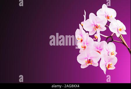 De belles fleurs d'orchidées sur la droite. Fond violet avec copie espace à gauche Banque D'Images