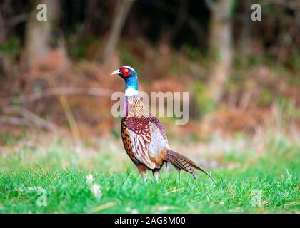 Le faisan d'alerte avec un plumage magnifique bois marron à l'arrière-plan with copy space Banque D'Images