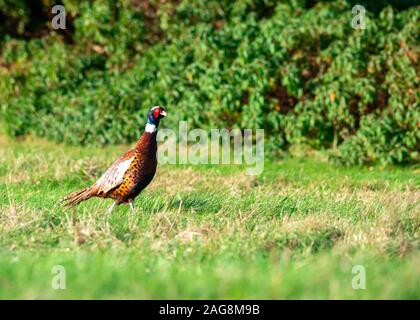 Beau faisan avec de belles balades à travers le plumage de l'herbe sur un jour étés fond vert prix pour le texte et l'espace de copie Banque D'Images