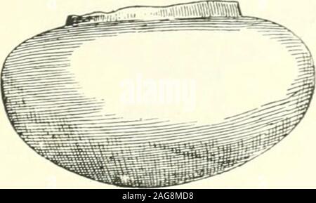 . Fouilles à Phylakopi dans Melos. Fu :. ()7. Fio. 68. les épaules avec deux ou quatre poignées en suspension (separatelyor joint pincé sur les côtés), et de petites bases, aplatie ou légèrement concave (Fig. 67, cf. J.H.S. 1884, p. 54, B.S.A., vol. III. pp. 44, 45, ec/). Apx-, 1898,PI. Ix, 1 &). Ce type de caractéristique est très commun. Il wereinstances de poignées horizontales ainsi que de l'habituel verticales, et dans certains cas la jante a été tourné légèrement vers l'extérieur (cf. p. 85). Il est fort probable que certains des fragments de pyxides appartenaient à la même forme que 1, mais sans l'hig Banque D'Images