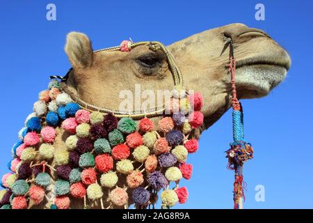 Les chameaux décorés dans le Grand Rann de Kutch, Gujarat, Inde Banque D'Images