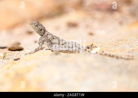 Close up d'un lézard gris-brun levée la tête, assis sur une pierre lumineuse, Cederberg, Afrique du Sud Banque D'Images