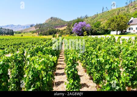 Sous un ciel bleu des rangées de vignes sur un vignoble d'Afrique du Sud s'étendent en direction des collines et montagnes Banque D'Images