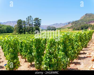 Rangées de vignes poussent sous un ciel bleu d'Afrique du Sud, près de la ville de Franschhoek Banque D'Images