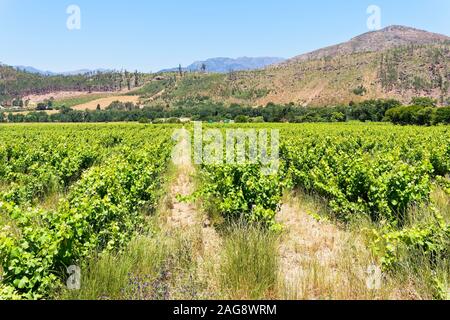 D'innombrables rangées de vignes poussent dans un petit champ à proximité de collines et montagnes près de Franschhoek Banque D'Images