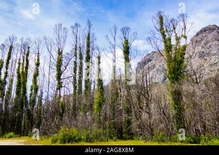 Belle photo d'arbres qui poussent à côté des formations rocheuses dans les montagnes par une journée ensoleillée Banque D'Images