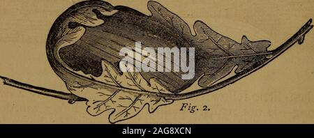 . Peu de gens dans les plumes et de la fourrure, et d'autres dans l'un ni l'autre. Banque D'Images