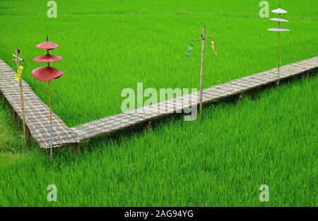 Long chemin bambou style ethnique avec des parasols sur le champ de riz vert vif Banque D'Images